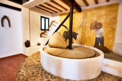 Oleotourism and olive oil tasting in Seville – Private tour