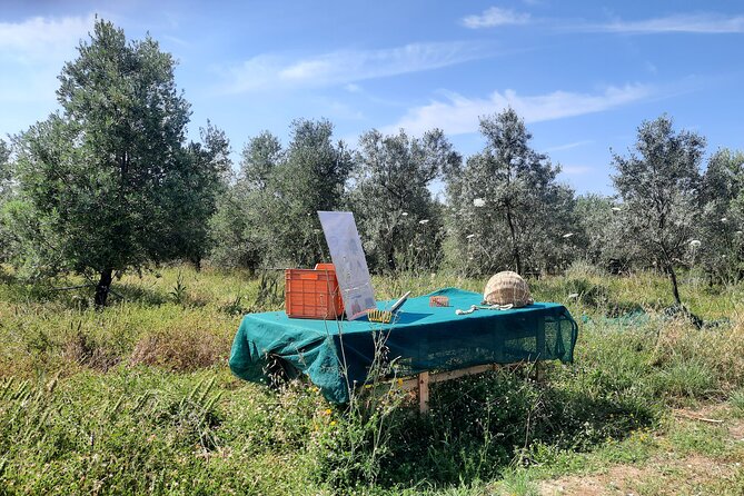 Olive experience Walk among the olive trees with tasting - Why this short olive tour works