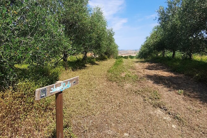 Olive experience Walk among the olive trees with tasting - Is $35.74 a fair price?