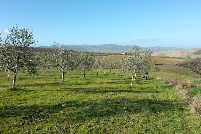Olive experience Walk among the olive trees with tasting - Walking among the olive trees
