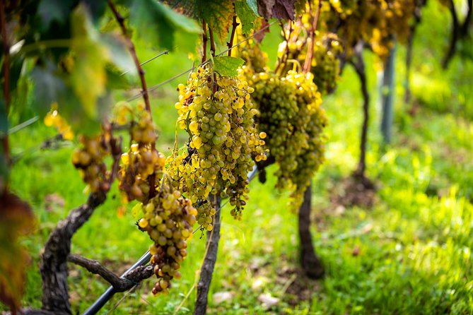 Olive farm & village - The olive oil tasting, from simple to more revealing