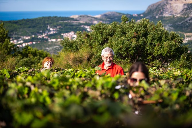 Olive farm & village - The setting above the Adriatic