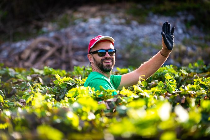 Olive farm & village - Is $84.10 a good value?