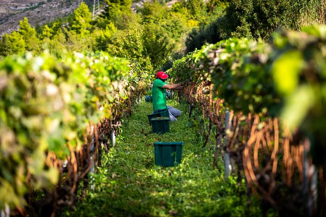 Olive farm & village - Who will enjoy Vardia farm most?