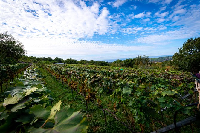 Olive farm & village - Walking through olives, vines, and old terraces