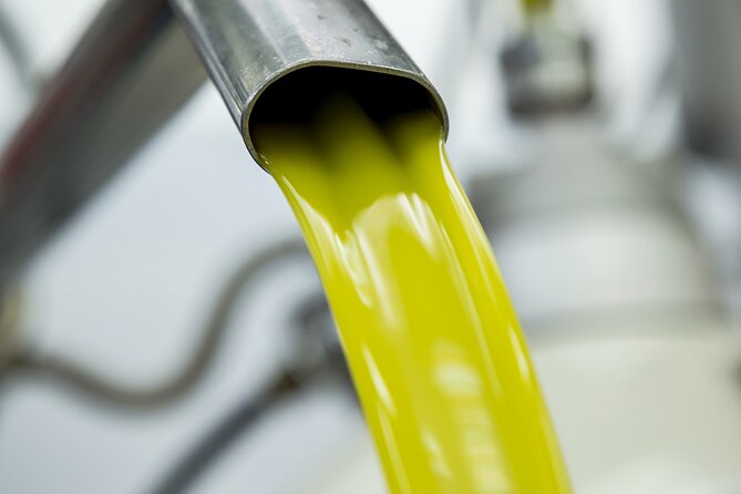 Olive harvest, visit to the oil mill and typical lunch - Getting to Terra Surti in Sortino