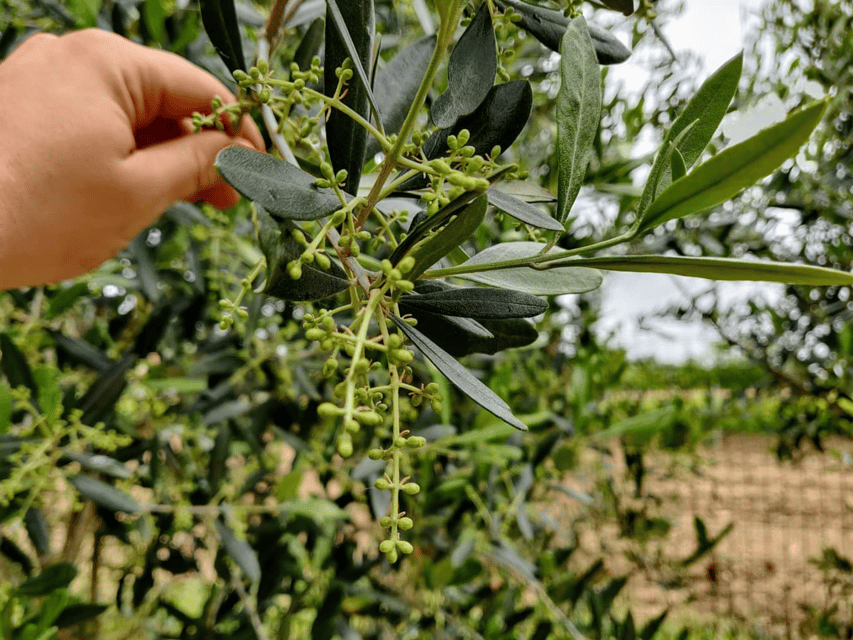Olive Mill Tour and Tasting in the Padua Hills - Why this small olive mill is worth your time