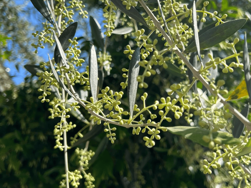 Olive Mill Tour and Tasting in the Padua Hills - What the $47 price gets you