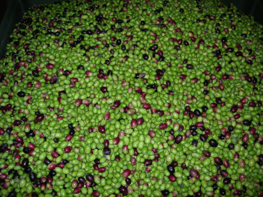 Olive Mill Tour and Tasting in the Padua Hills - How to build a better day around the visit