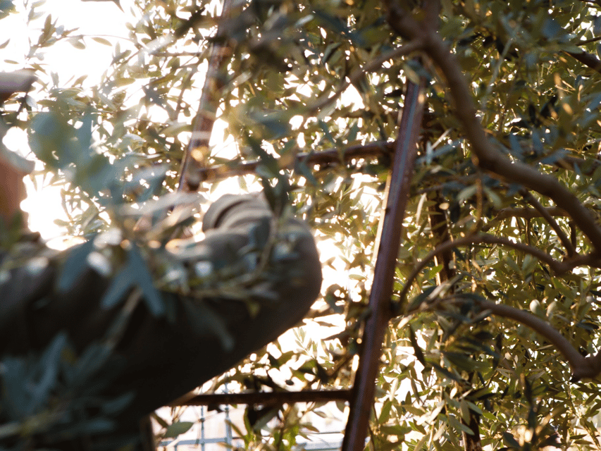 Olive Mill Tour and Tasting in the Verona Countryside - A working olive mill, not just a tasting counter