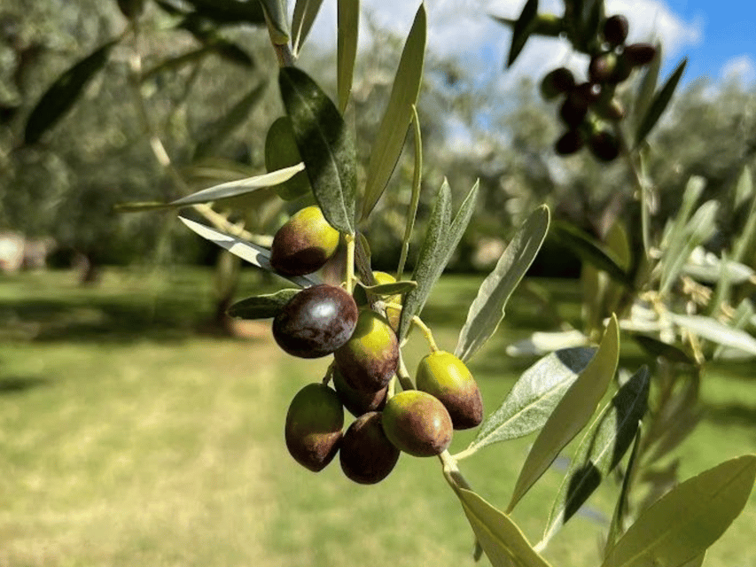 Olive Mill Tour and Tasting in the Verona Countryside - Is $34 a fair price?