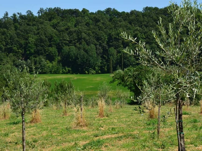 Olive Mill Tour with Oil and Food Tasting in Chianciano - A working olive mill in Chianciano Terme