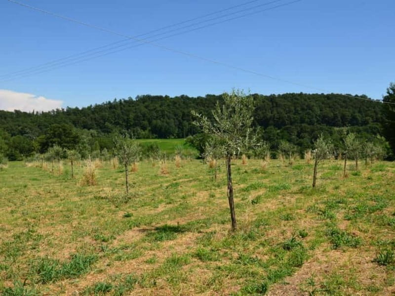 Olive Mill Tour with Oil and Food Tasting in Chianciano - The 20-minute tour: from harvest to finished oil