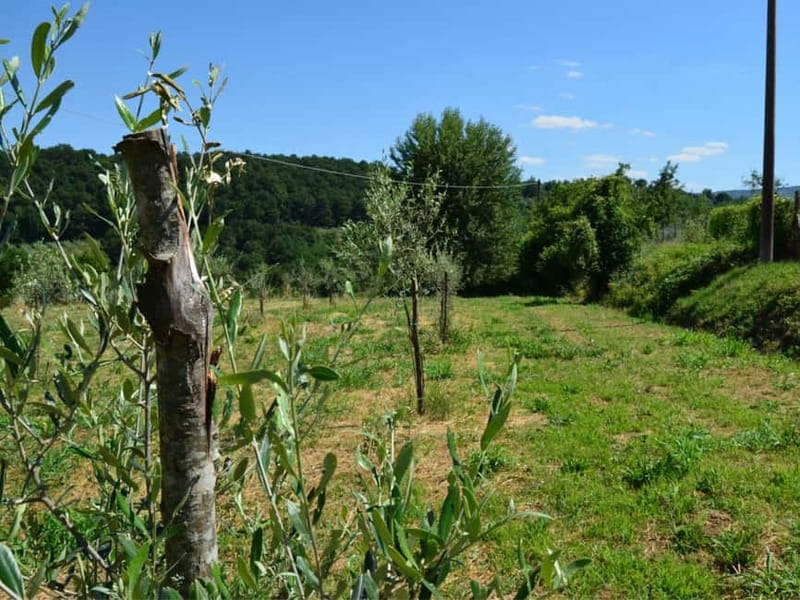 Olive Mill Tour with Oil and Food Tasting in Chianciano - Who will enjoy this one-hour stop?