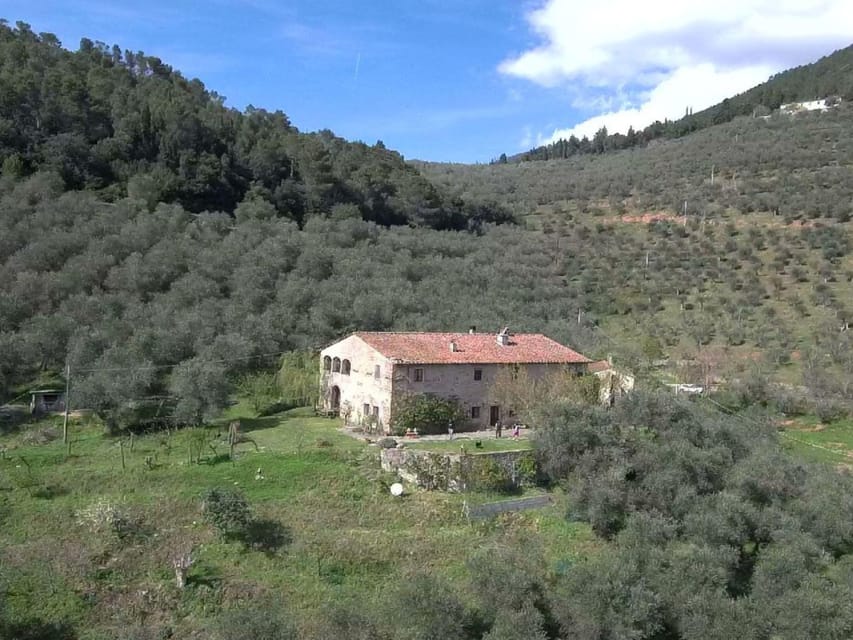 Olive Mill Tour with Oil and Food Tastings near Pisa - Key points at a glance