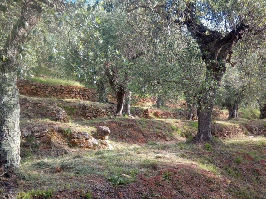 Olive Mill Tour with Oil and Food Tastings near Pisa - Inside the mill: from olive to oil