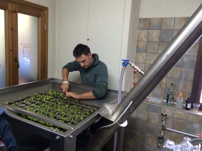 Olive Mill Tour with Oil and Food Tastings near Pisa - The three-oil tasting