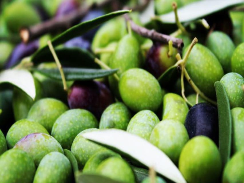 Olive Mill Tour with Oil and Food Tastings near Pisa - Bruschetta keeps the tasting grounded
