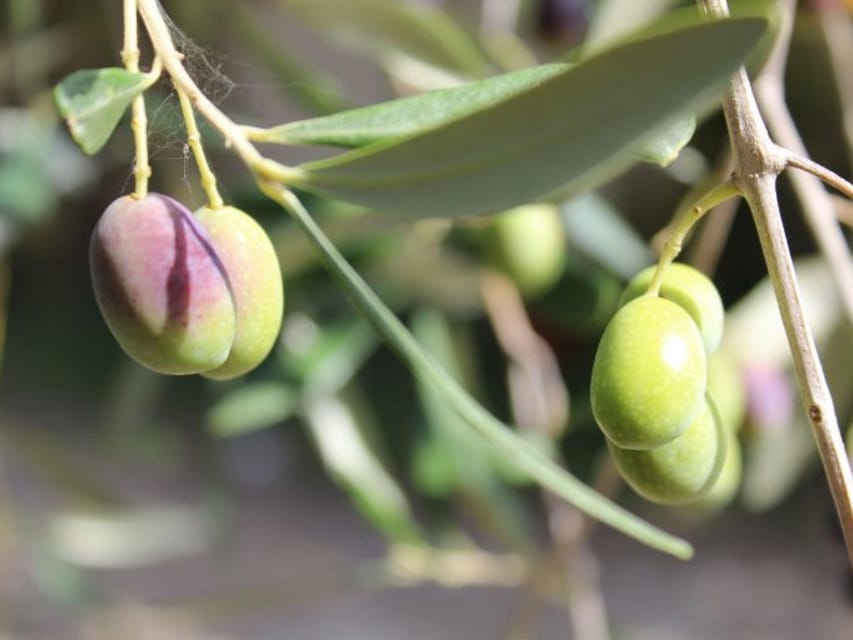 Olive Mill Tour with Oil and Food Tastings near Pisa - Walking among Calci’s old olive trees