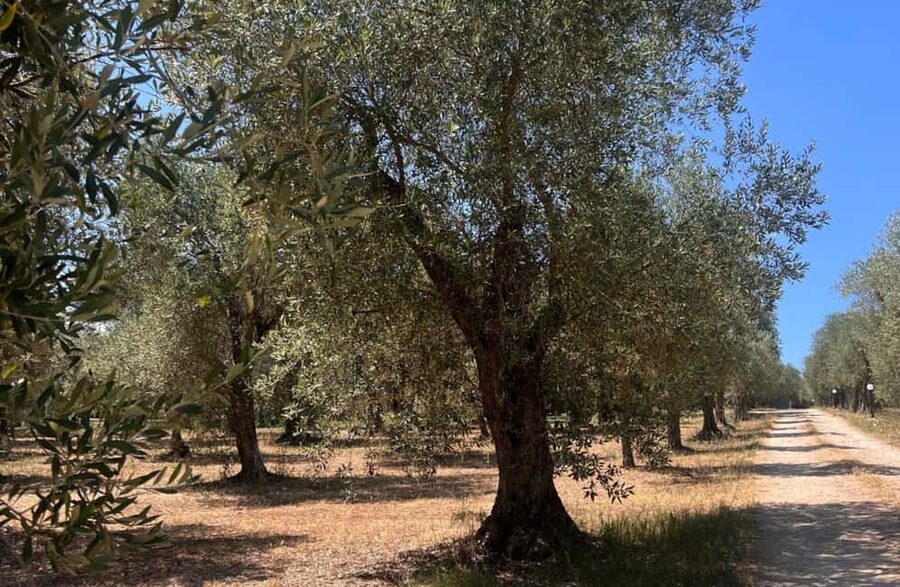 Olive Mill Tour with Olive Oil Tasting in Sassari - Key points at a glance