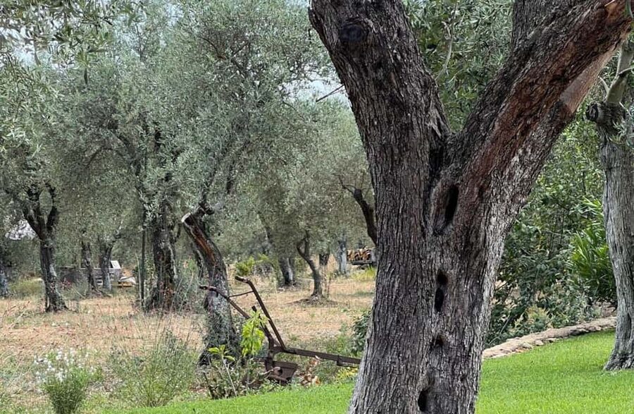 Olive Mill Tour with Olive Oil Tasting in Sassari - Walking among Sassari’s old Bosana olive trees