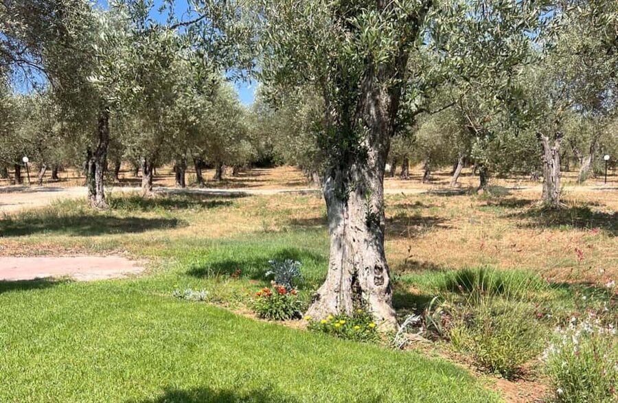 Olive Mill Tour with Olive Oil Tasting in Sassari - The tasting: bread, olives, and three oils