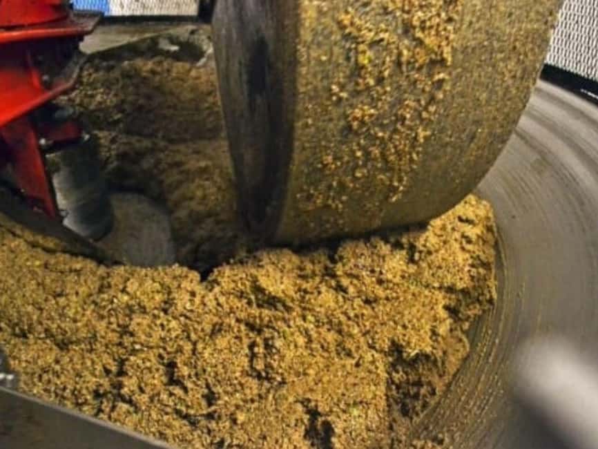 Olive Mill Visit & Guided Tasting in Taggia - What the personal guide adds