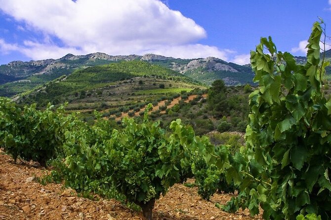 Olive Oil and Winery Tour from Zaragoza City - Molino Alfonso and the work behind good olive oil