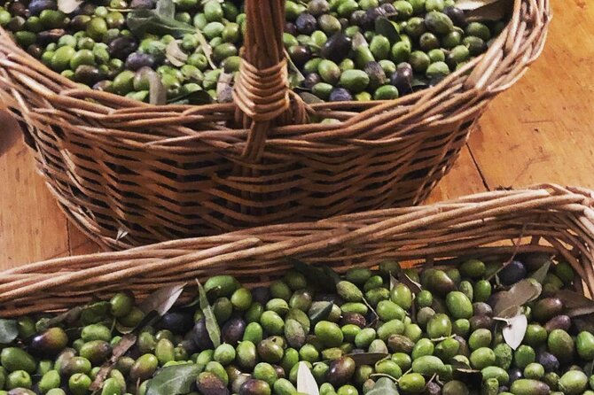 Olive Oil, Cheese, and Wine Tasting with Local Expert - Walking the grove before sitting down