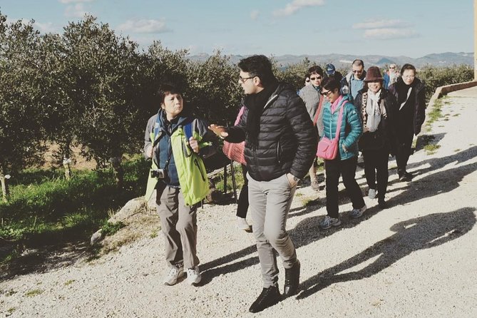 Olive Oil Experience - Key points to know before you book