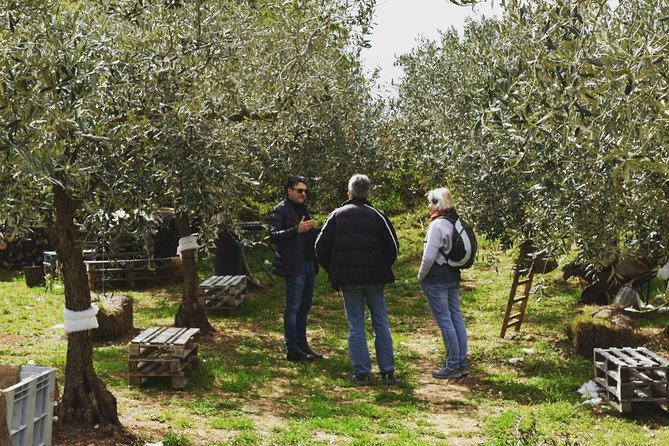 Olive Oil Experience - What the price includes, and what it does not