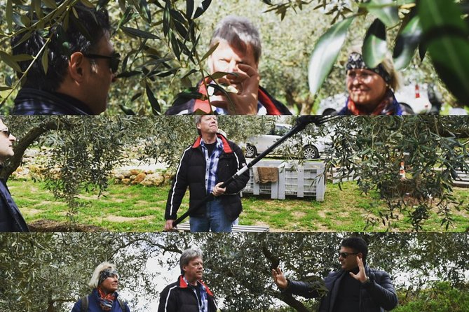 Olive Oil Experience - Walking among the olive trees
