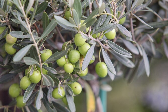 Olive Oil Factory from Seville Private Tour - Inside the mill: from olives to oil