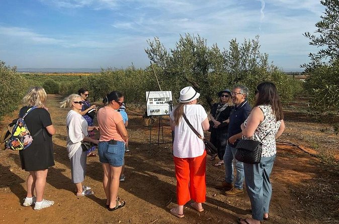 Olive Oil Factory from Seville Private Tour - Is $266.05 per person fair?