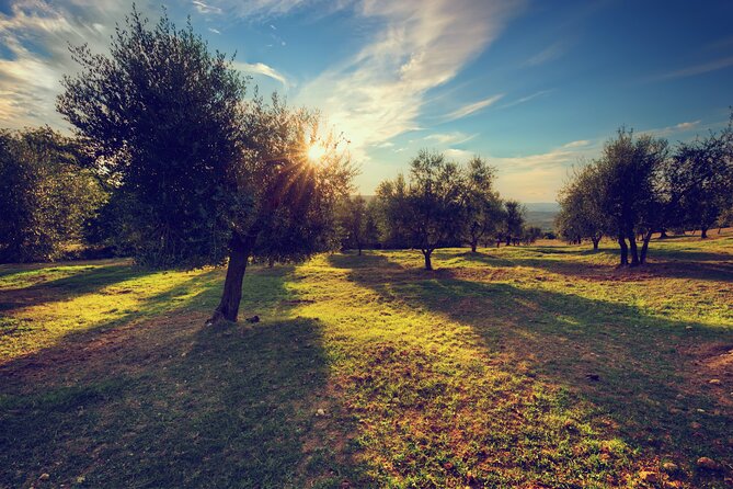 Olive Oil Factory from Seville Private Tour - The 40-minute ride from Seville