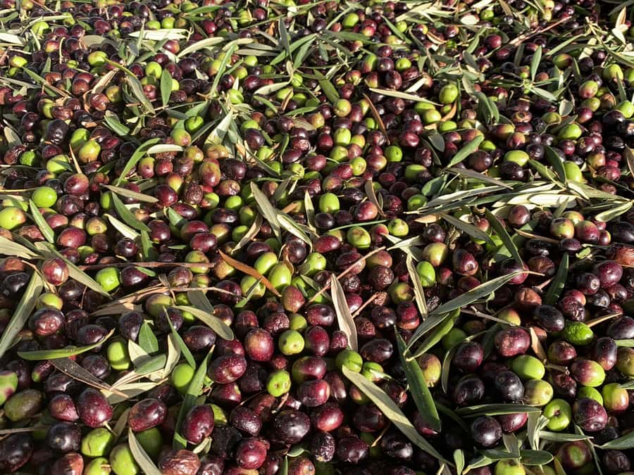 Olive Oil Factory + Wineries + Full Asado Lunch (Full Day) - Why this food and wine day works