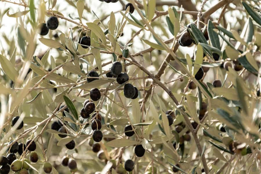 Olive Oil Factory + Wineries + Full Asado Lunch (Full Day) - Guides, vehicles, and the feel of the day