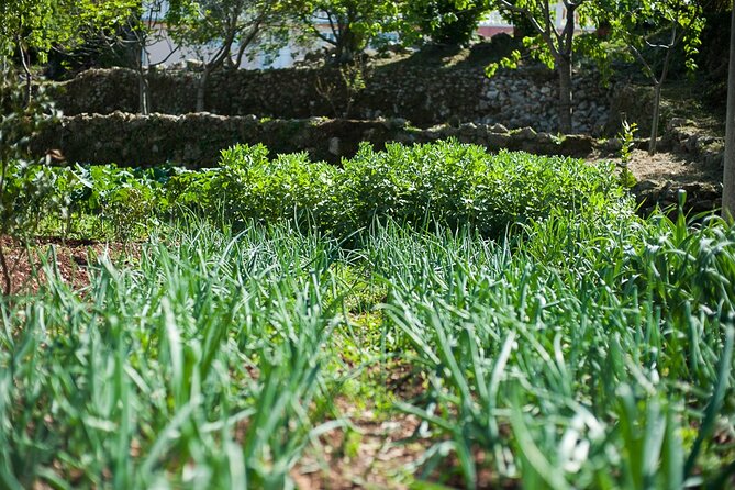 Olive oil farm to fork experience & short walking tour of Kotor - A meal that makes the farm visit worthwhile