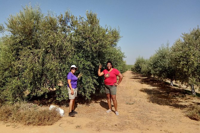 Olive Oil Farm Tour with Tasting from Seville - Why Seville’s olive oil deserves a morning