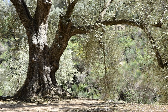 Olive Oil Farm Tour with Tasting from Seville - Leaving Seville by air-conditioned minivan