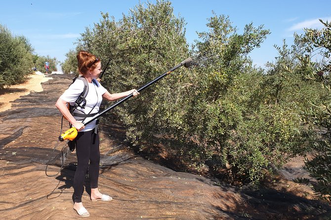 Olive Oil Farm Tour with Tasting from Seville - Learning to taste extra virgin olive oil