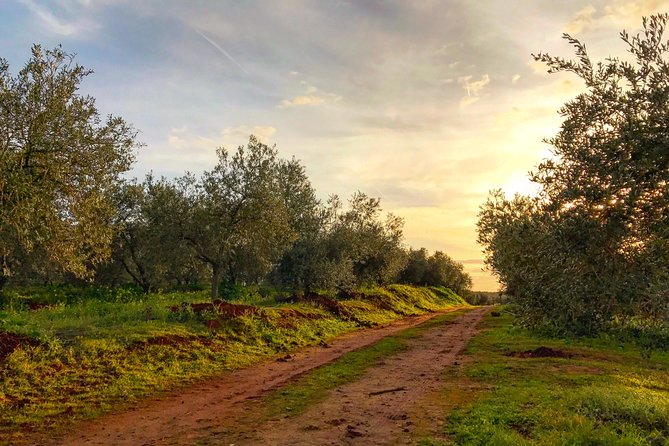 Olive Oil Farm Tour with Tasting from Seville - What the $107.41 price covers