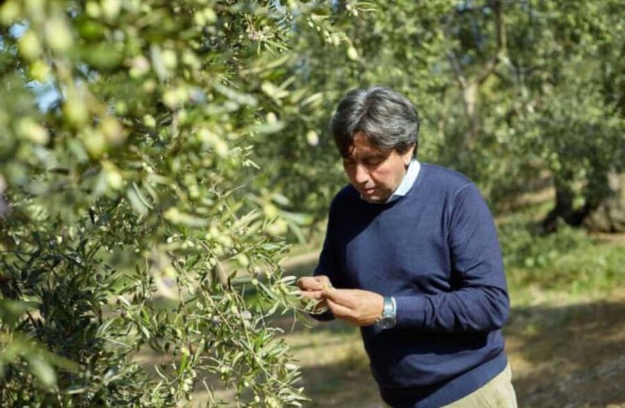 Olive Oil Mill Tour with Tasting near Molfetta & Bari - Following the olives from harvest to bottle