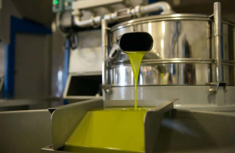 Olive Oil Mill Tour with Tasting near Molfetta & Bari - Learning to taste extra virgin olive oil