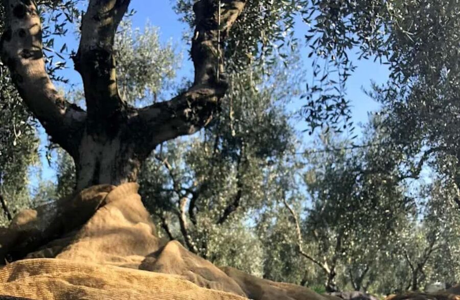 Olive Oil Mill Tour with Tasting near Molfetta & Bari - Choosing the right season and setting expectations