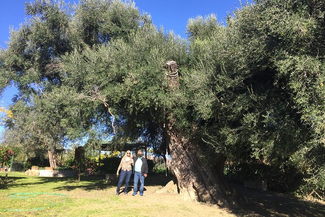 Olive Oil Private Full-Day Tour with Tasting in Valencia - Lunch in an olive grove with local wine
