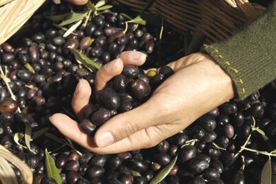 Olive Oil Private Tour in Portugal