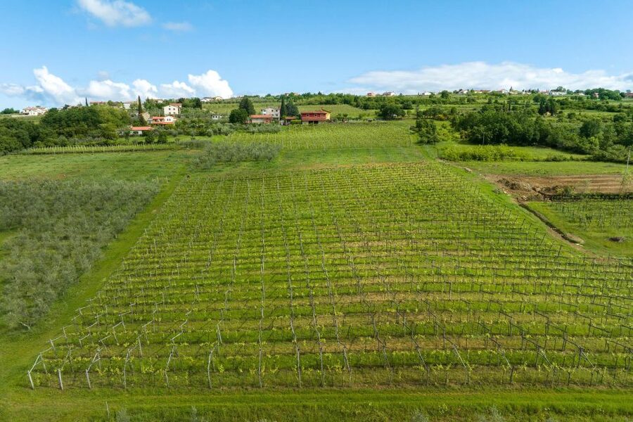 Olive Oil Tasting a Journey of Flavors and Aromas - Starting among Marezige’s olive trees
