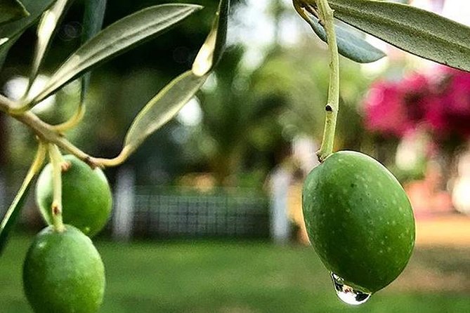Olive Oil Tasting and Culinary Day Trip in Carmona - Key points to know before booking