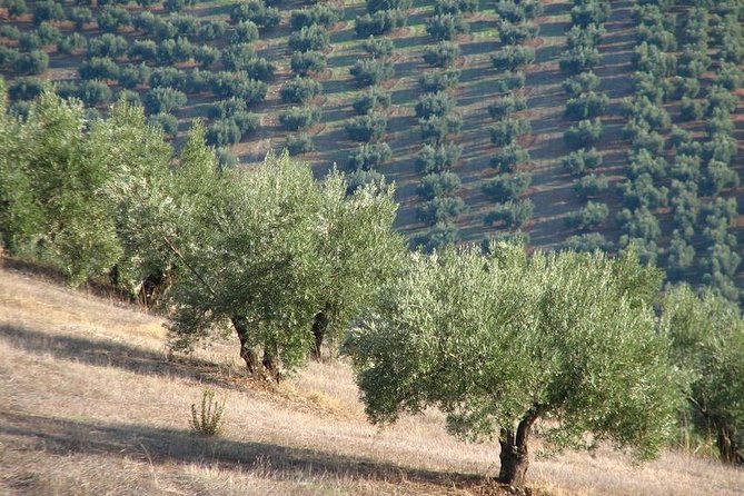 Olive Oil Tasting and Culinary Day Trip in Carmona - Stop 2: Alcázar del Rey Don Pedro